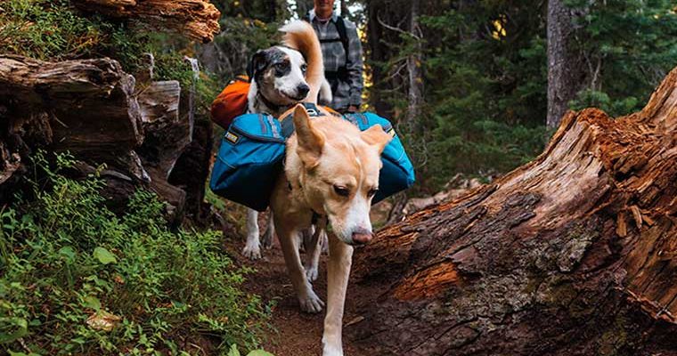 Hiking With Dogs