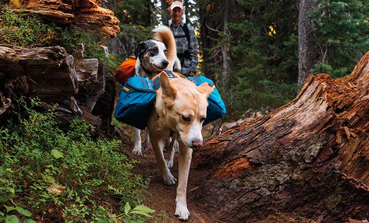 Hiking With Dogs